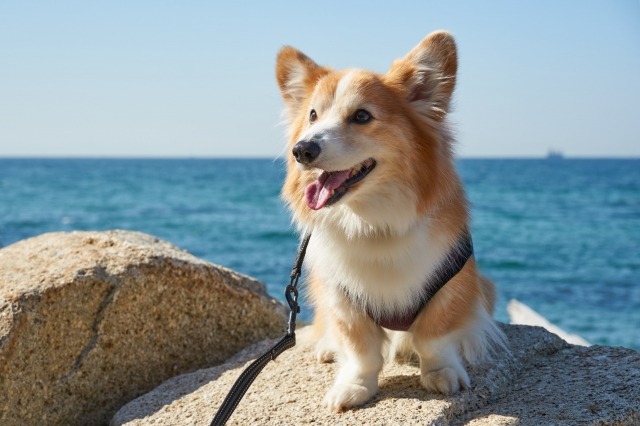 inu1