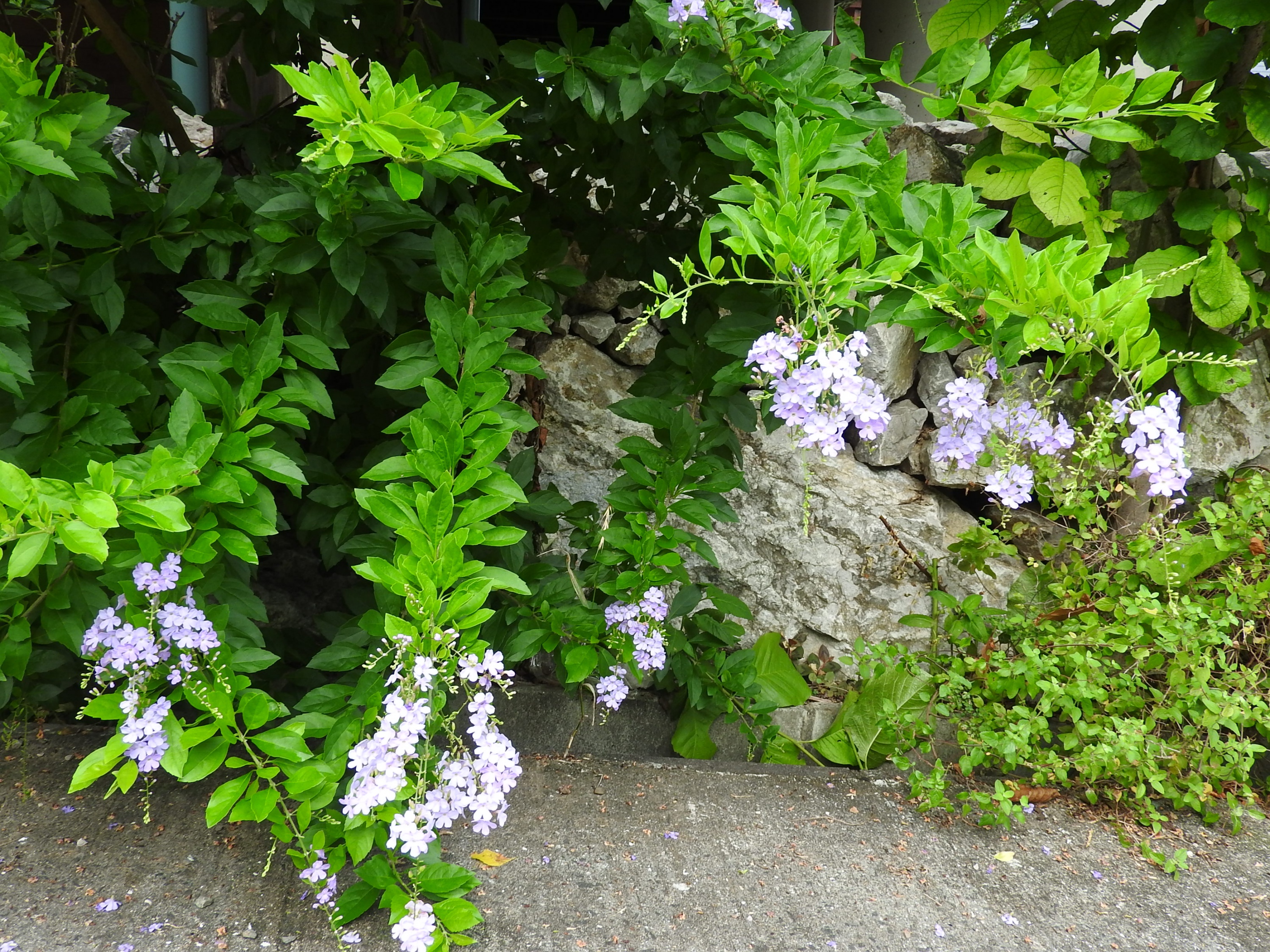 草木